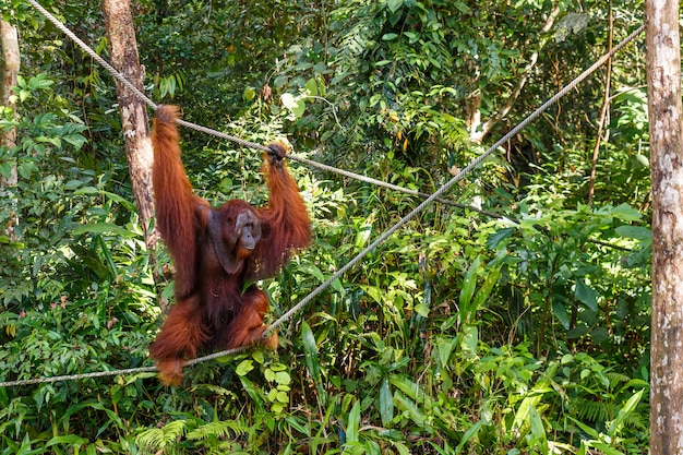 Weibliche Orang-Utan geht durch Seile