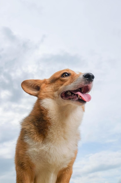 Weibliche pembroke welsh corgi fotoshooting studio session pet photography außerhalb des hauses mit himmelhintergrund süßer ausdruck hund