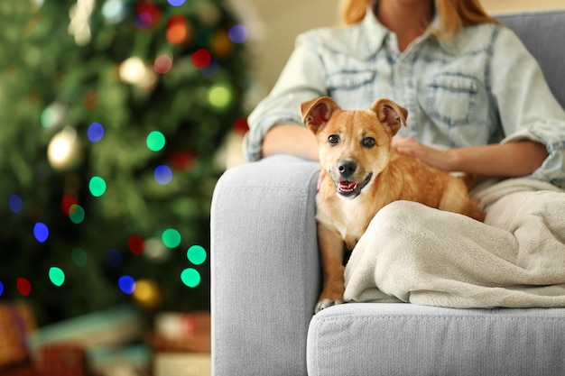 Weibliche Person, die kleinen netten lustigen Hund am Stuhl auf Weihnachtsbaumhintergrund hält