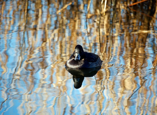 Weibliche Reiherente, die auf einem Teich in der hellen Frühlingssonne schwimmt