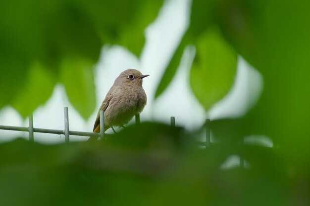 weibliche schwarze Redstart, die durch das grüne Laub schaut