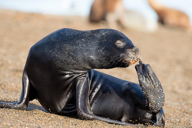 Weibliche Seelöwenrobbe, die Nase mit Flosse in Patagonien pflückt