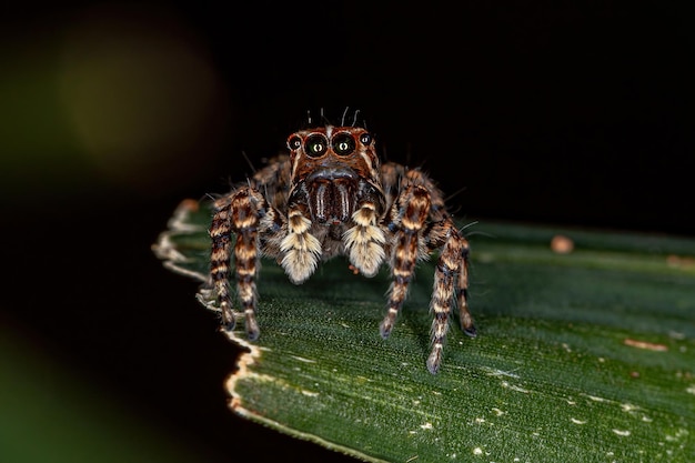 Weibliche Springspinne des Sumampattus quinqueradiatus