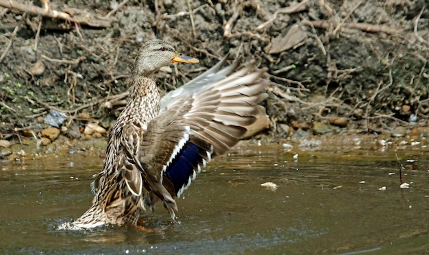 Weibliche Stockente, die im Fluss badet, sich putzt und plantscht.