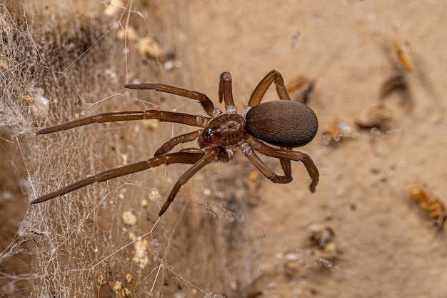 Weibliche Südliche Hausspinne