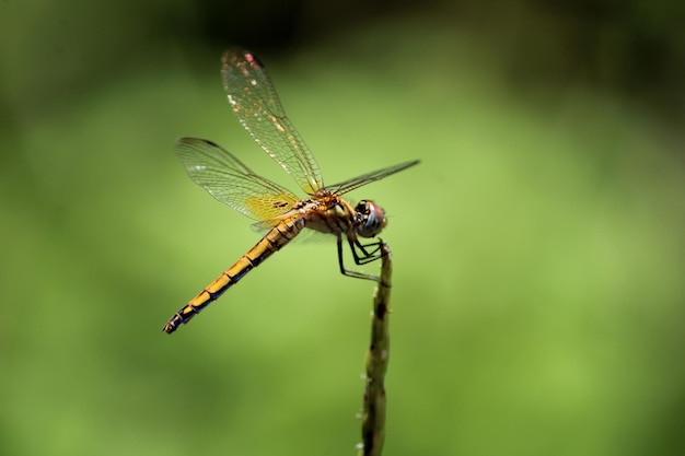 Weibliche Trithemis Kirbyi-Libelle mit Exemplar