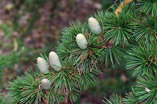 Weibliche Zapfen der Libanonzeder Cedrus libani