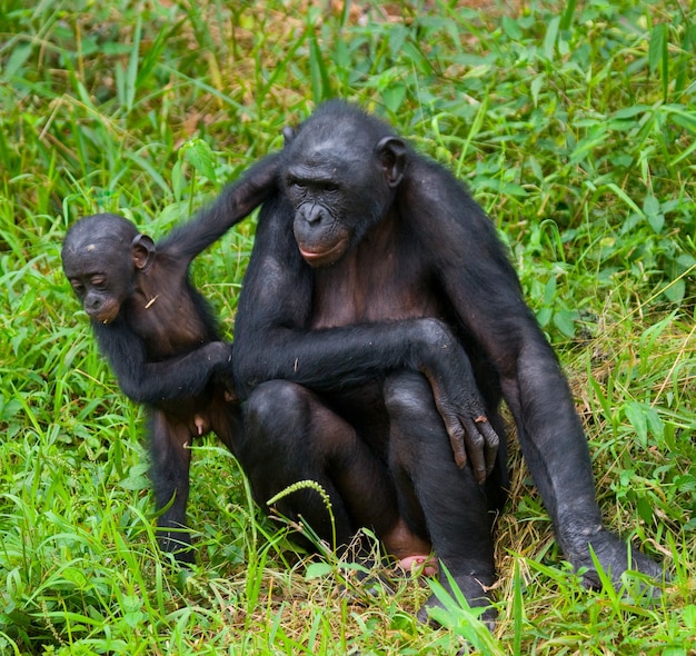 Weiblicher Bonobo mit einem Baby. Demokratische Republik Kongo. Lola Ya Bonobo Nationalpark.