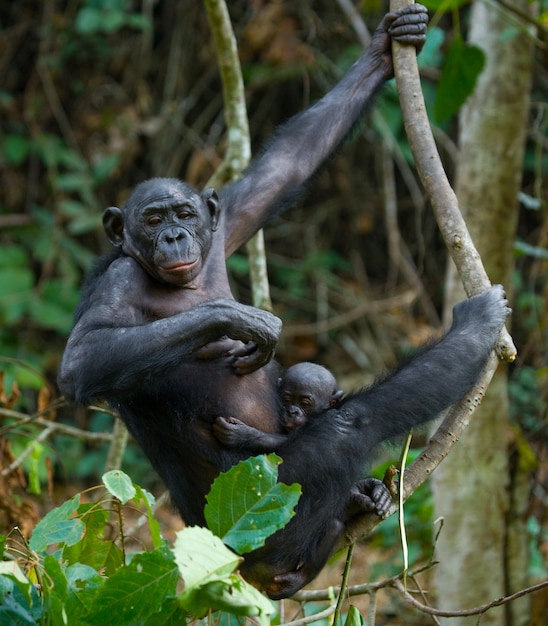 Weiblicher Bonobo mit einem Baby. Demokratische Republik Kongo. Lola Ya Bonobo Nationalpark.