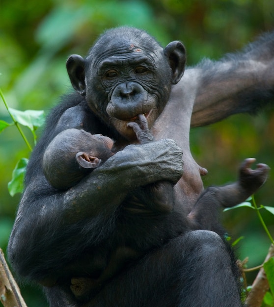 Weiblicher Bonobo mit einem Baby. Demokratische Republik Kongo. Lola Ya Bonobo Nationalpark.