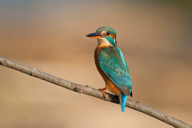 Weiblicher Eisvogel