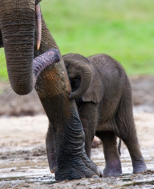 Weiblicher Elefant mit einem Baby. Zentralafrikanische Republik. Republik Kongo. Dzanga-Sangha Special Reserve.
