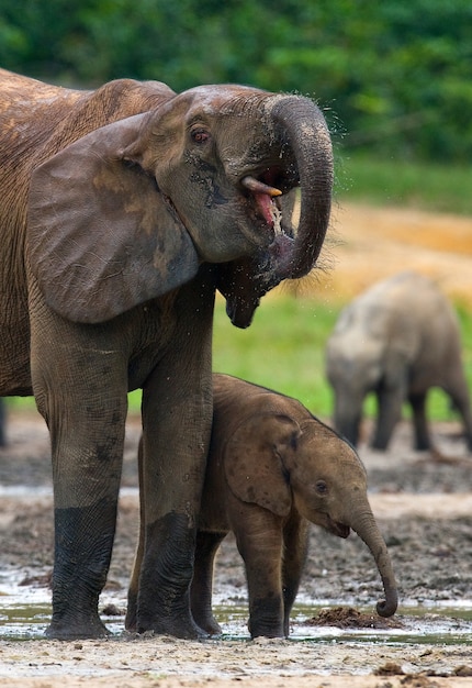 Weiblicher Elefant mit einem Baby. Zentralafrikanische Republik. Republik Kongo. Dzanga-Sangha Special Reserve.