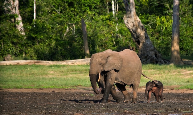 Weiblicher Elefant mit einem Baby