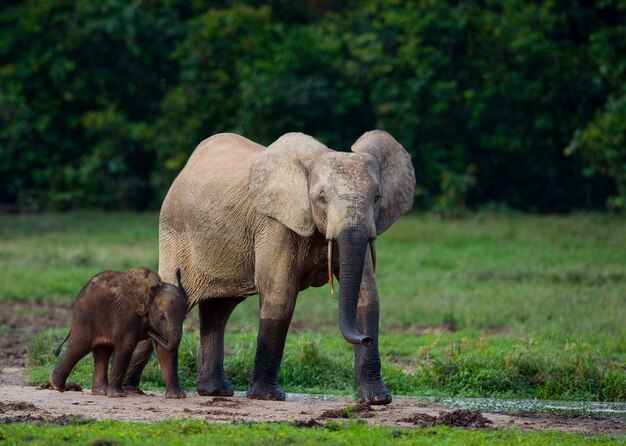 Weiblicher Elefant mit einem Baby