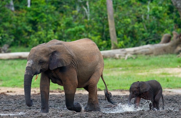 Weiblicher Elefant mit einem Baby