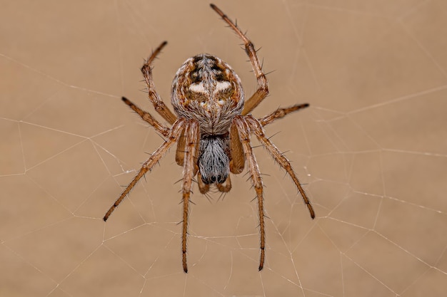 Weiblicher Erwachsener Typische Orbweaver-Spinne