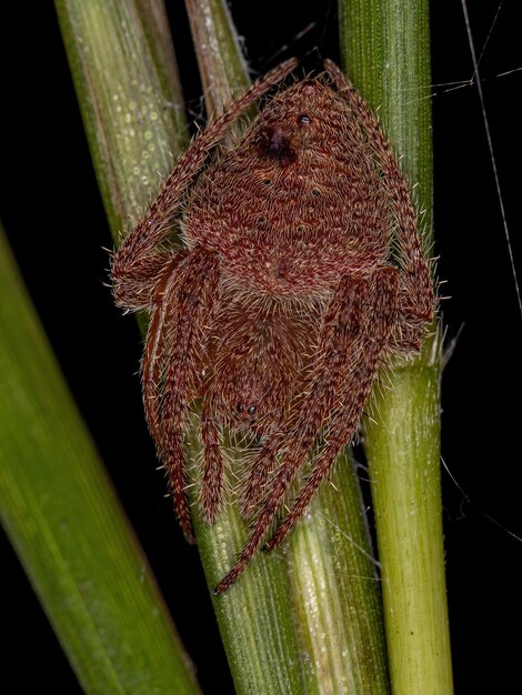 Weiblicher Erwachsener Typischer Orbweaver