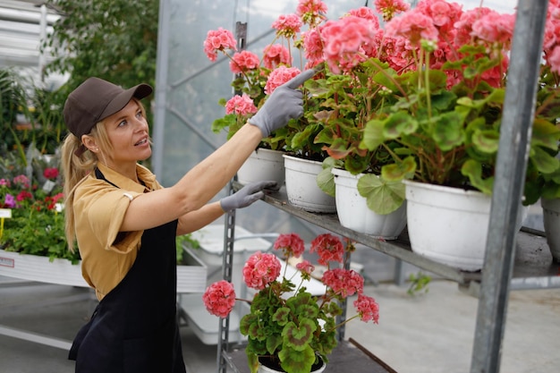 Weiblicher Florist zählt Geranienblumen auf Wagen im Gewächshaus