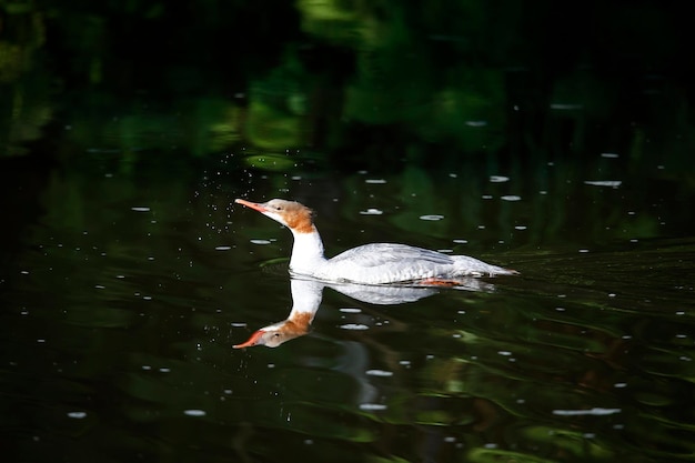 Weiblicher Gänsesäger, der auf dem Fluss schwimmt