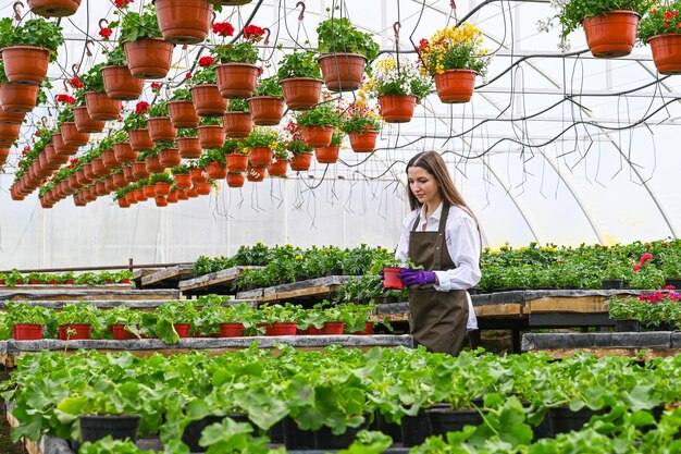 Weiblicher Gärtner, der in einem großen Gewächshaus-Baumschule arbeitet Schöne junge Frau im Schutzblech, das Blumen in einem Gewächshaus produziert