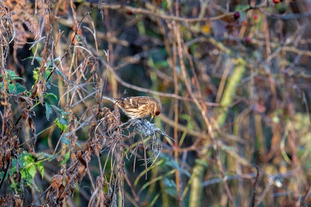 Weiblicher Gemeiner Redpoll