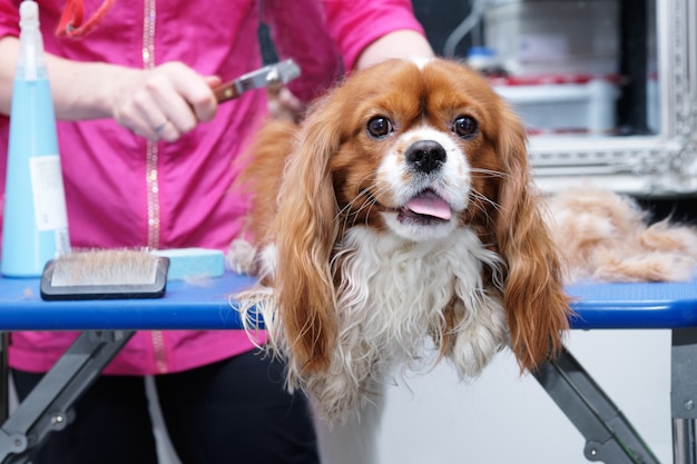 Weiblicher Groomer bürstet ein reinrassiges Cavalier King Charles Spaniel Studio für Tiere aus