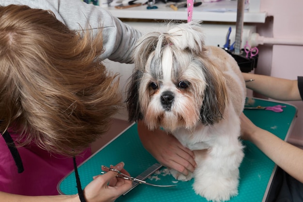 Weiblicher Groomer, der Shih Tzu im Pflegesalon bürstet