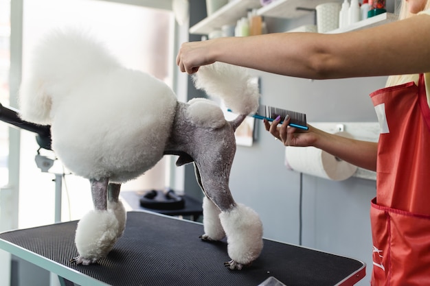 Weiblicher Groomer, der weißen Miniaturpudel im Pflegesalon bürstet.