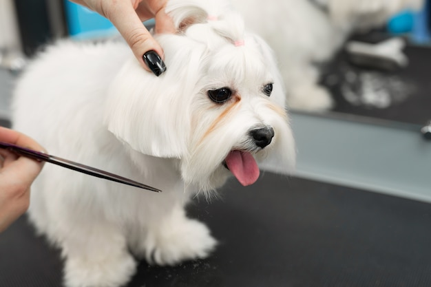 Weiblicher Groomer-Haarschnitt Bolonka Bolognese auf dem Tisch für die Pflege im Schönheitssalon für Hunde. Prozess der endgültigen Scherung der Haare eines Hundes mit einer Schere