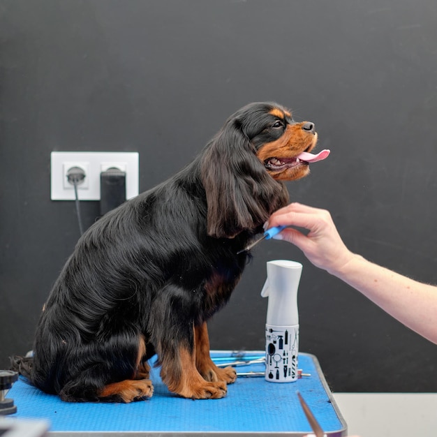 Weiblicher Groomer kämmt einen schwarzen Cockerspaniel mit einem Kamm