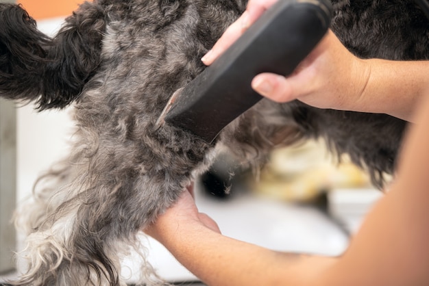 Weiblicher Groomer, Schnauzerhundehaar mit Scherer trimmend.