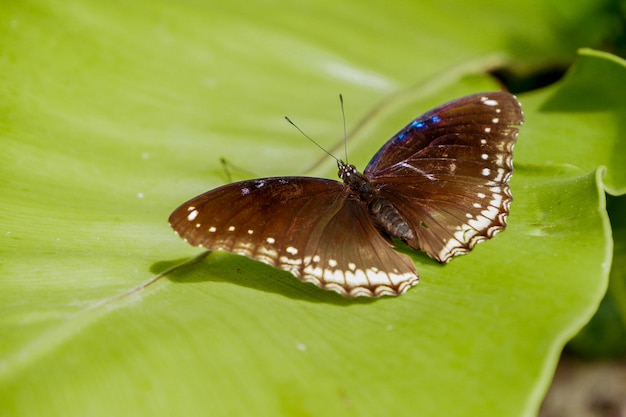 Weiblicher großer Eggflyschmetterling