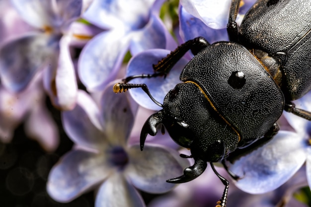 Weiblicher Hirschkäfer auf einer Blume im zeitigen Frühjahr.