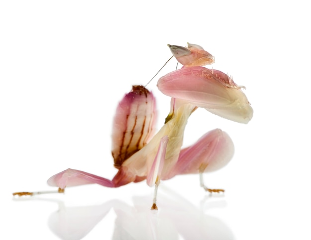 Weiblicher Hymenopus coronatus, auch bekannt als malaysische Orchideengottesanbeterin,