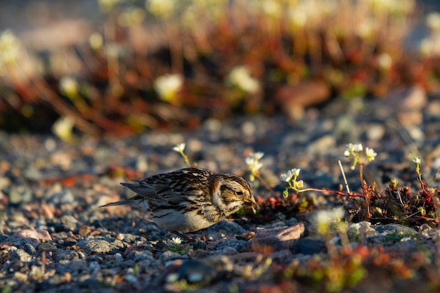 Weiblicher Lappland Longspur, der einen Käfer frisst, der in der Tundra zwischen Kieselsteinen gefunden wurde