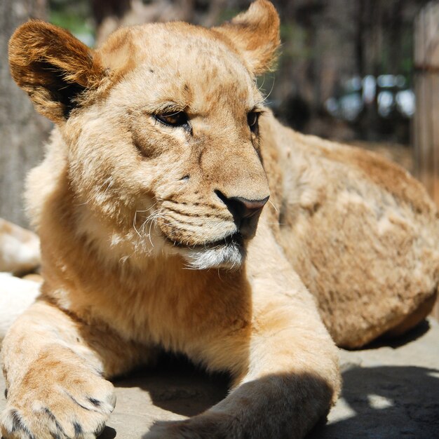 Weiblicher Löwe, der im Zoo niederlegt