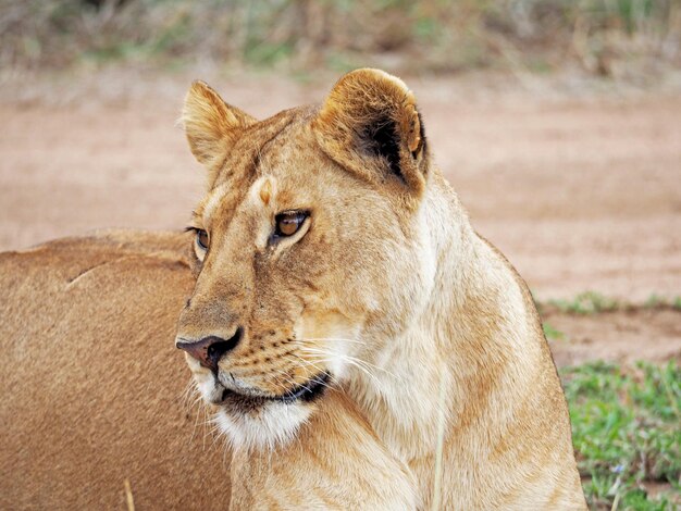 Foto weiblicher löwe in afrika foto von wildtieren, das während einer afrikanischen safari aufgenommen wurde