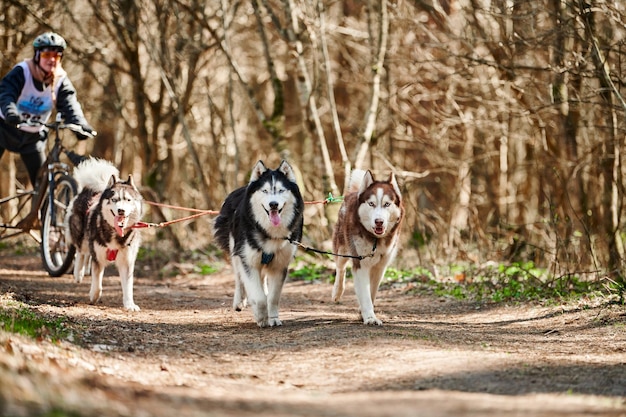 Weiblicher Musher fährt auf dreirädrigem Karren mit drei sibirischen Husky-Schlittenhunden im Geschirr auf Wald