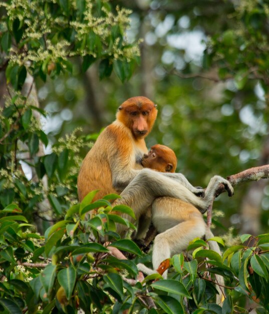 Weiblicher Nasenaffe mit einem Baby sitzt auf einem Baum im Dschungel. Indonesien. Die Insel Borneo. Kalimantan.