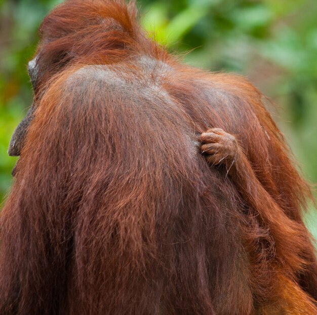 Weiblicher Orang-Utan mit einem Baby in freier Wildbahn. Indonesien. Die Insel Kalimantan (Borneo).