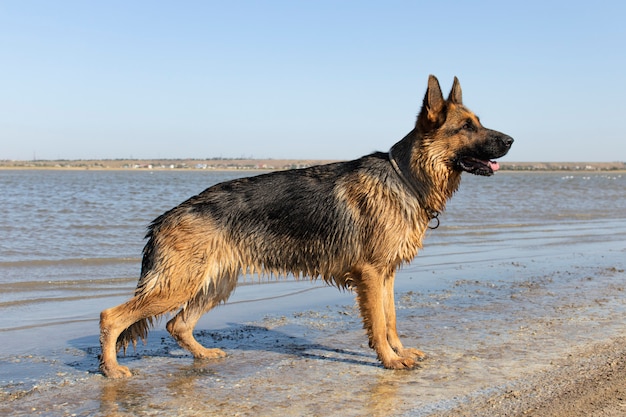 Weiblicher Schäferhund mit dem nassen Haar.