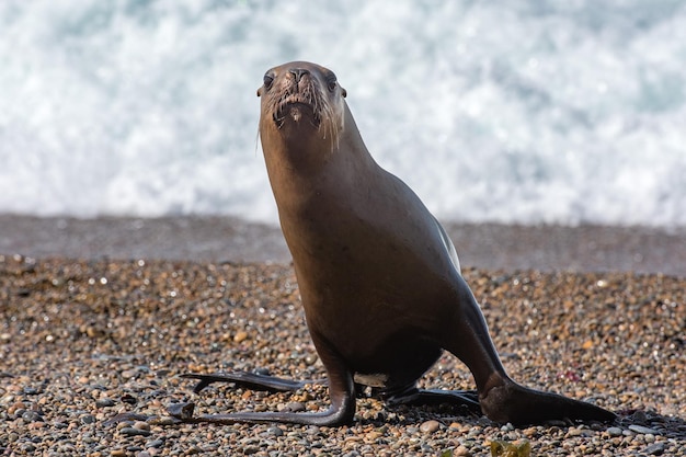 Weiblicher Seelöwe am Strand