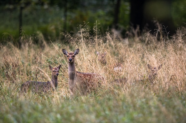 Foto weiblicher sikahirsch mit reh in einem wald in dänemark, europa