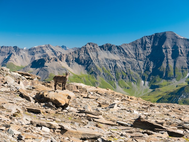 Weiblicher Steinbock hockte auf dem Felsen, der die Kamera mit den italienischen französischen Alpen betrachtet