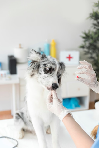 Weiblicher Tierarzt, der dem Hund in der Klinik Kapsel gibt