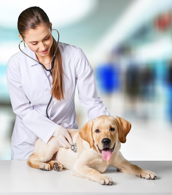 Weiblicher Tierarzt, der den Hund überprüft