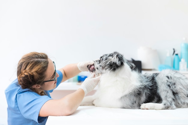 Foto weiblicher tierarzt, der die zähne des hundes in der klinik überprüft