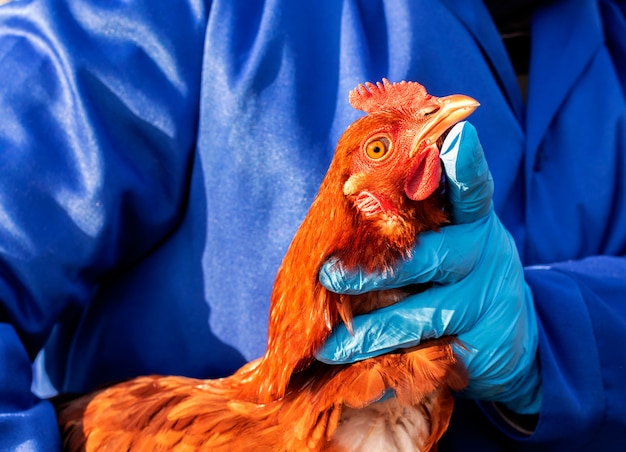 Weiblicher Tierarzt in den blauen Handschuhen und in Uniform, die rotes Huhn hält. Tiermedizin.