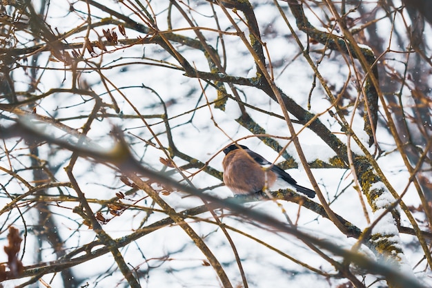 Weiblicher Vogeldompfaff unter den Niederlassungen eines Baums im Winter